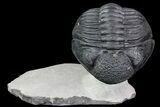 Drotops Trilobite - Excellent Faceted Eyes #76210-1
